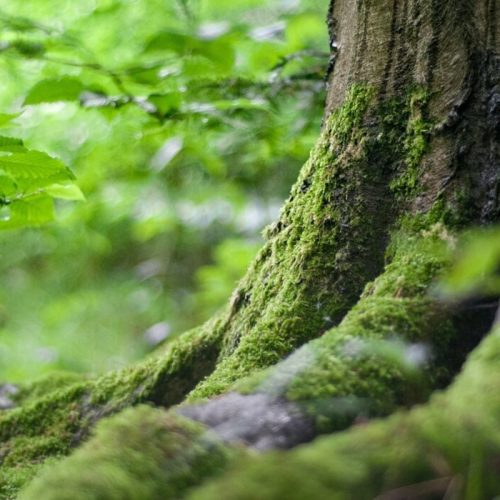 16122565230218_pexelsmalimaeder142497